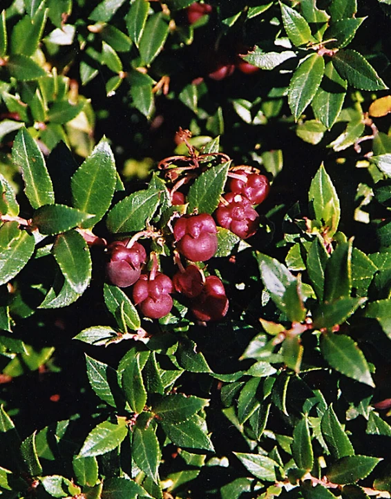 berries on a tree nch during the day