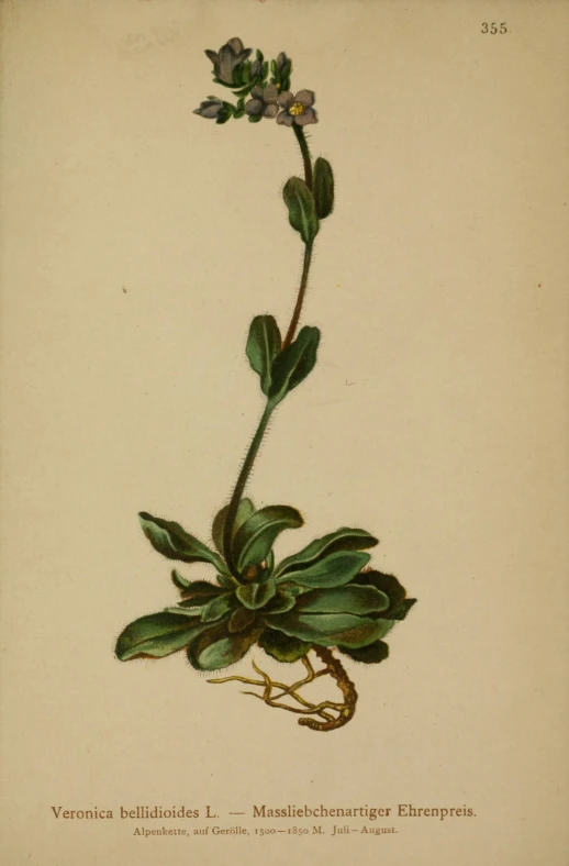 a botanical illustration from the earliest century shows foliage