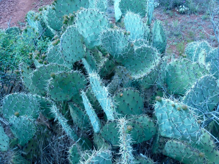 a group of green cactus plants next to each other