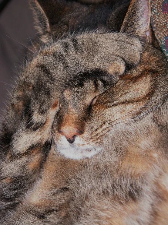 a striped tabby cat with its head resting on the couch