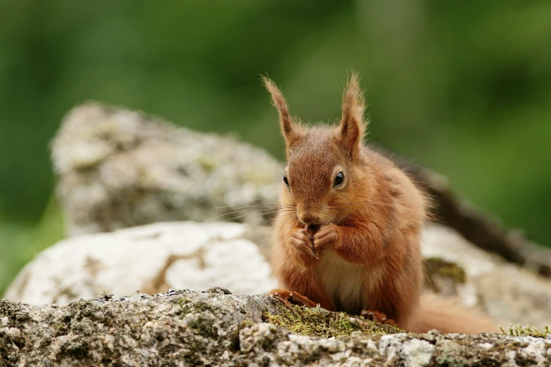 red squirrel sitting on top of a rock, with grass and trees in the background