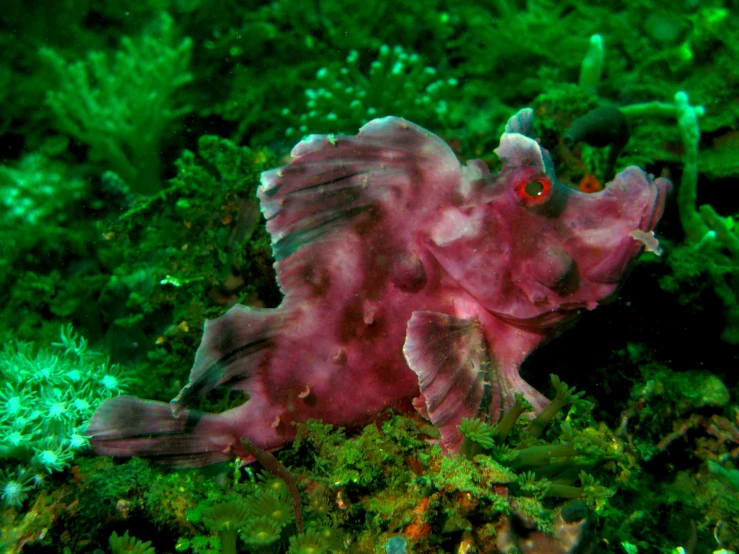 this is a purple sea slug on the sea bottom