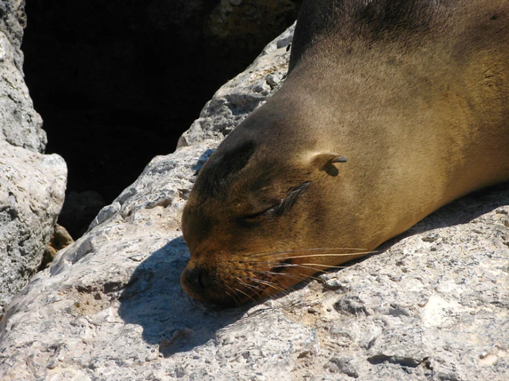 the seal is laying on the rock while looking at soing