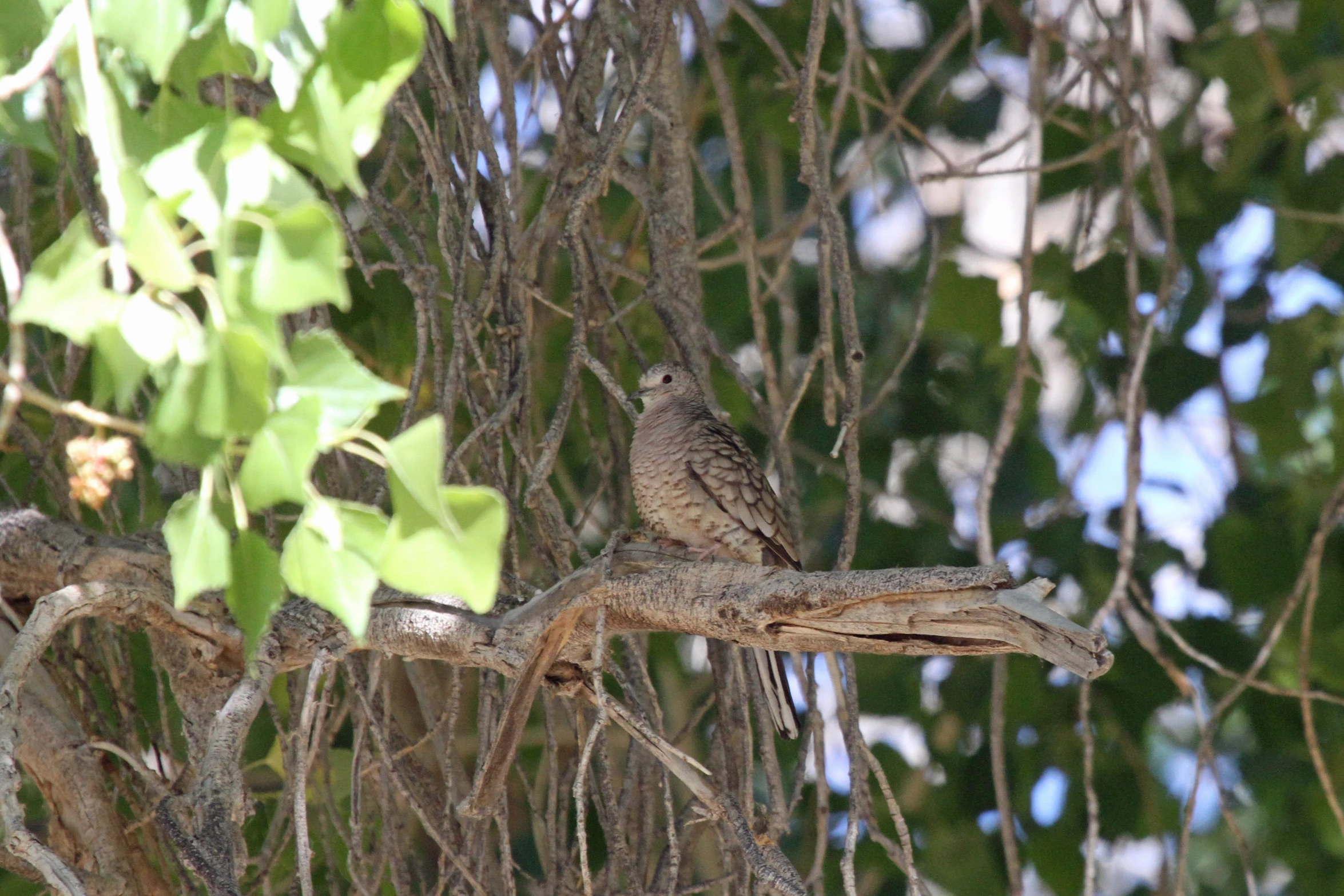 an owl sitting on top of a tree nch