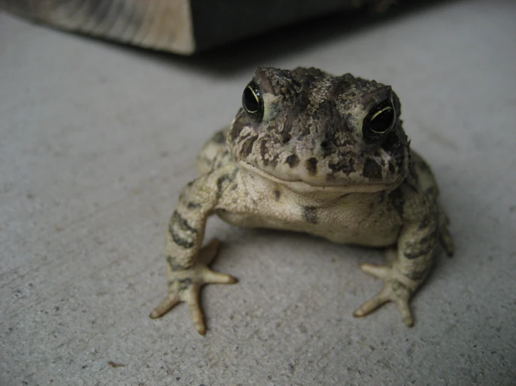 a frog sitting on a stone floor with his eyes wide open
