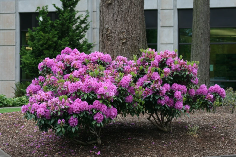 many pink flowers are growing along the side of a tree