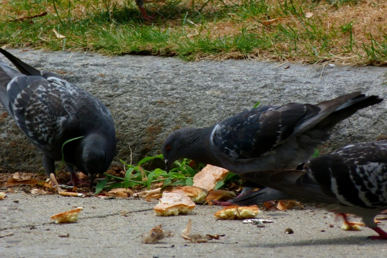 two birds are eating food on the ground