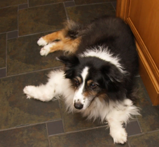 a collie dog sitting on the floor underneath a table