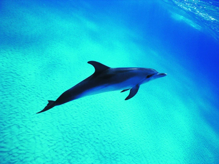 an aquarium is shown with a dolphin underwater in the water