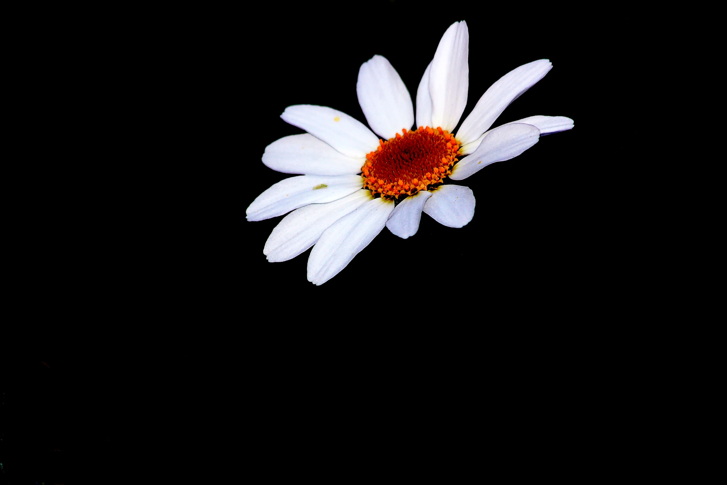 a white daisy with a orange center on a dark background