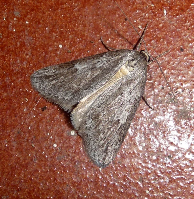 small gray moth on a red surface