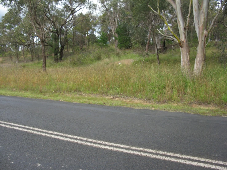 a country road with dead grass, and a small tree