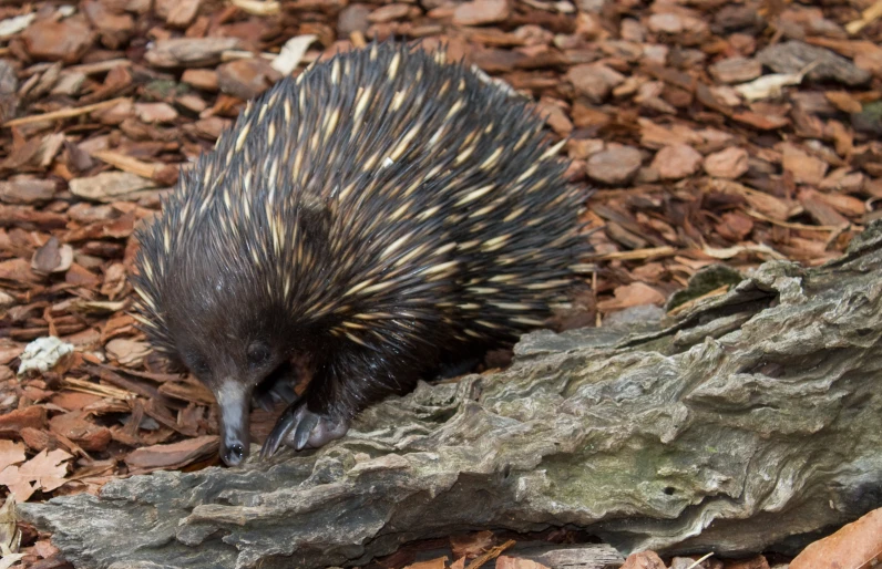 a wild animal walking along the side of a tree