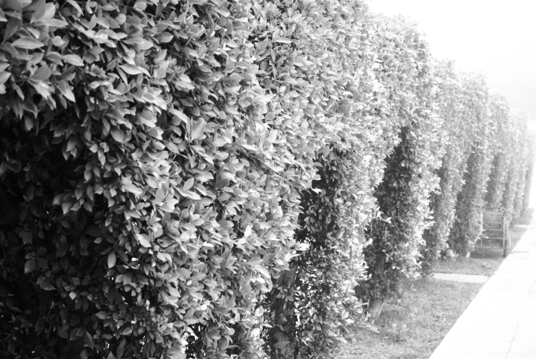 many hedges line the sidewalk of an urban park