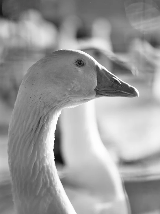 two geese that are standing together near each other