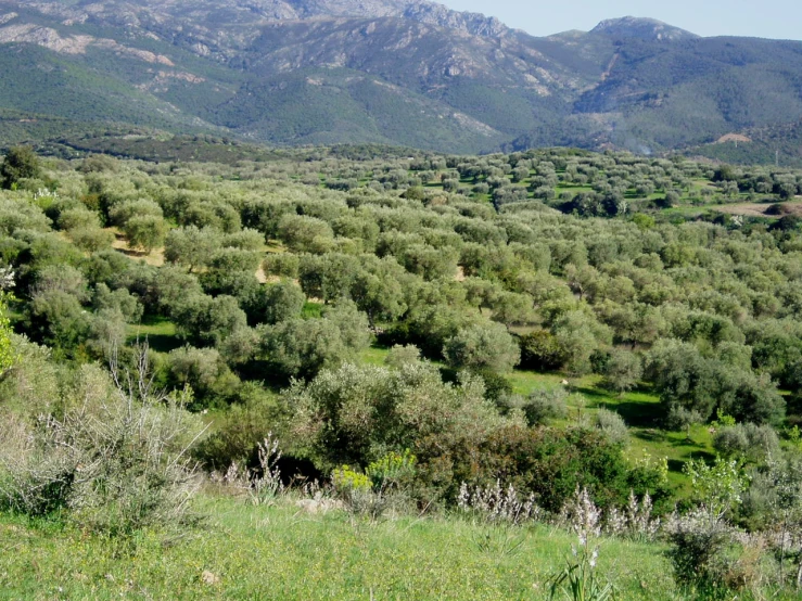 an image of a countryside filled with trees