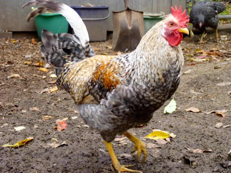 the gray and orange rooster is standing outside