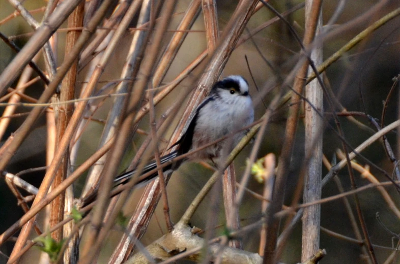 the small bird is sitting on the nch