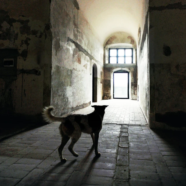 an old building with a dog on the inside