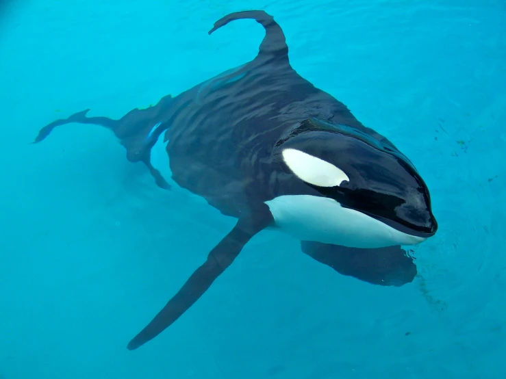 an orca whale swimming in blue water