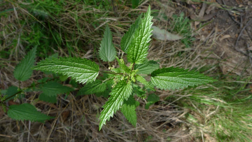 an up close image of a leaf with its young leaves spread