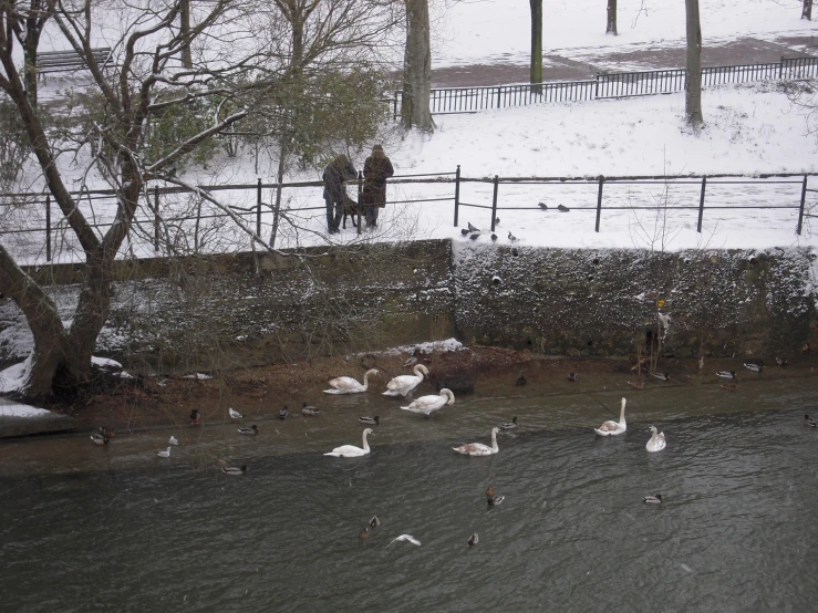 there are some birds standing on the bank