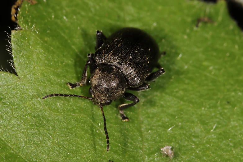 a tiny black bug is sitting on a leaf