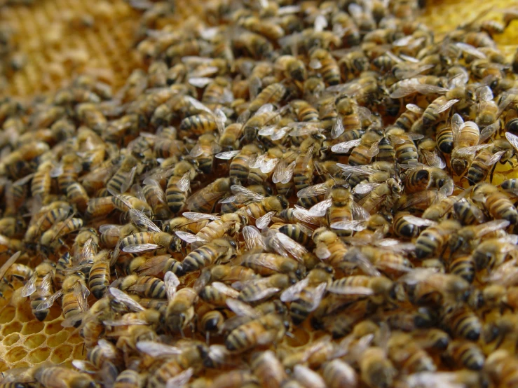 bee hives with lots of bees gathering together