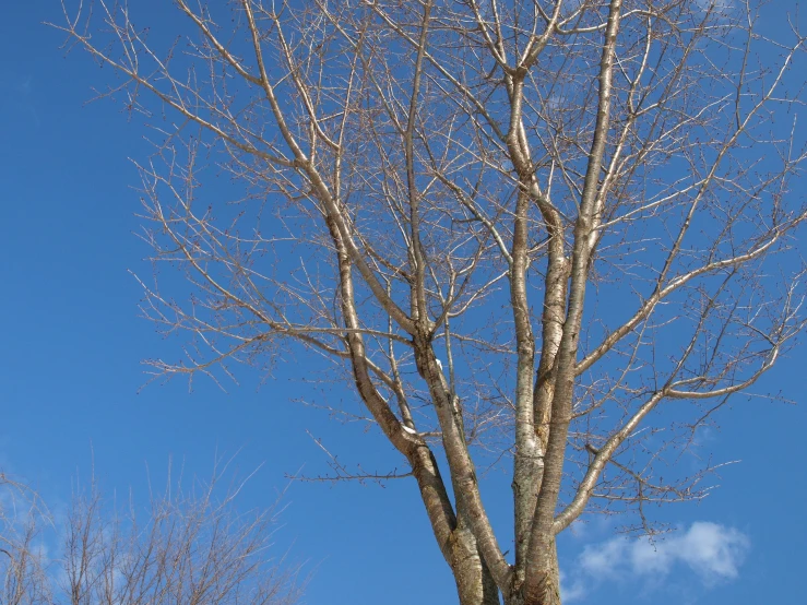 a barren tree against the blue sky with no leaves