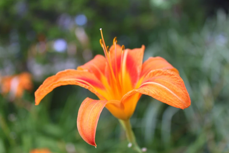 a bright orange flower in the grass