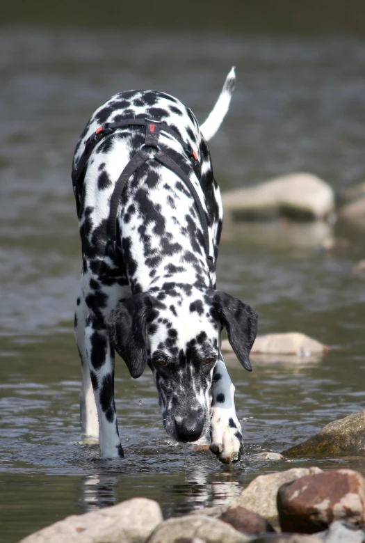 a dog that is playing in some water