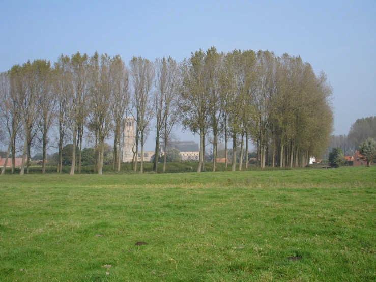 an image of the trees near the house