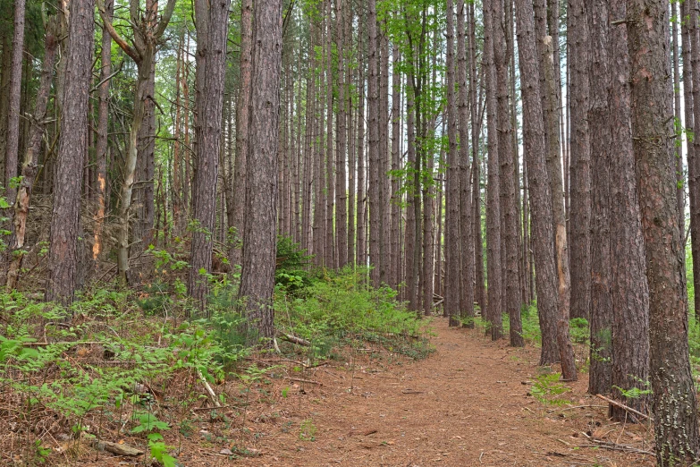 the trail runs between tall and skinny trees