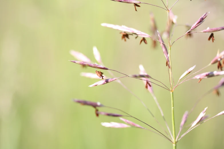 a green, blurry grass with leaves and buds