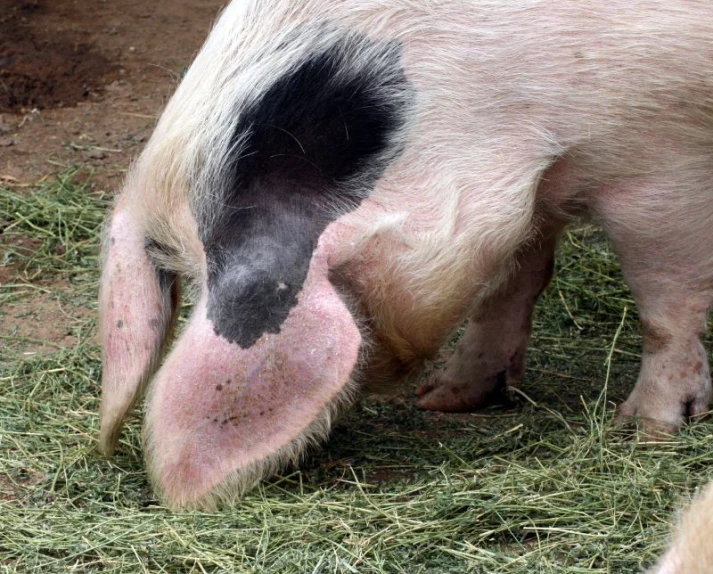 a black and white pig eating grass on some dirt
