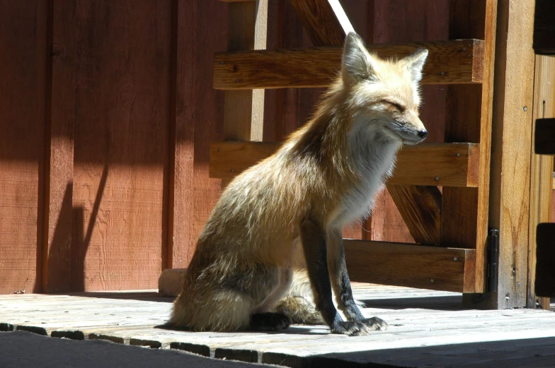 the fox is sitting on a platform outside