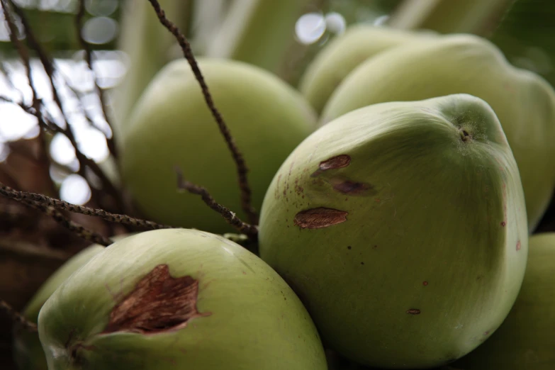 close up of green coconuts in a basket