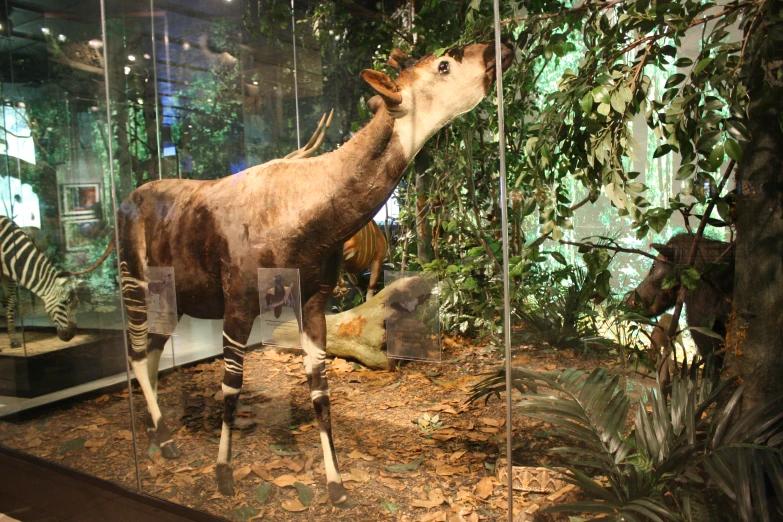 an exhibit scene of a stuffed animal and some giraffes