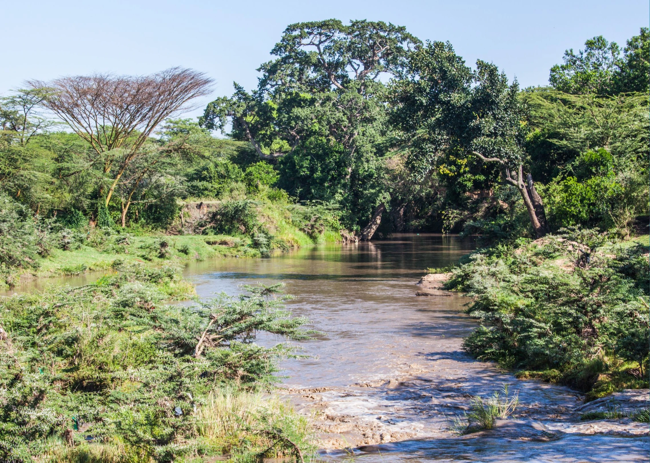 there is a river running through a wooded area