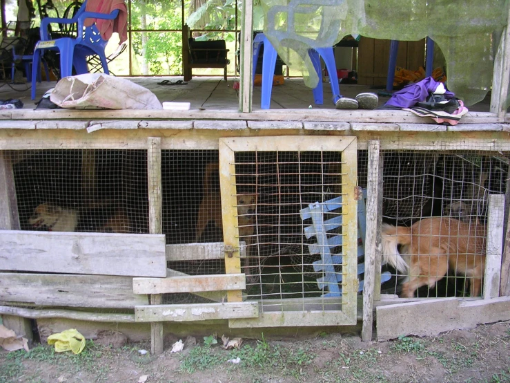 a dog is looking inside of a cage that contains a cat, a dog and some other animals