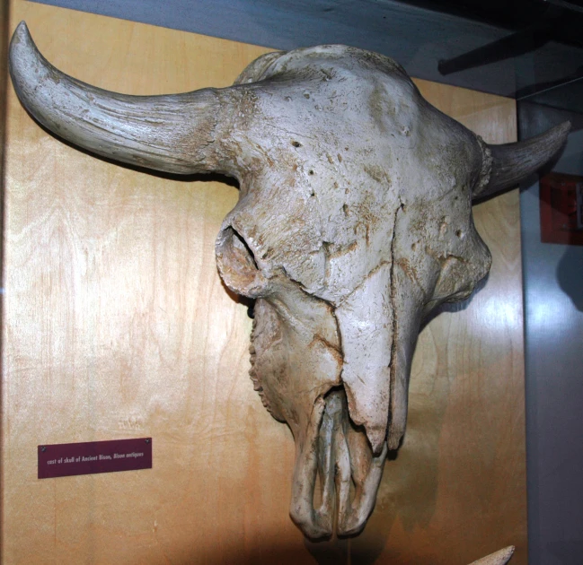 a statue of a buffalo skull on display