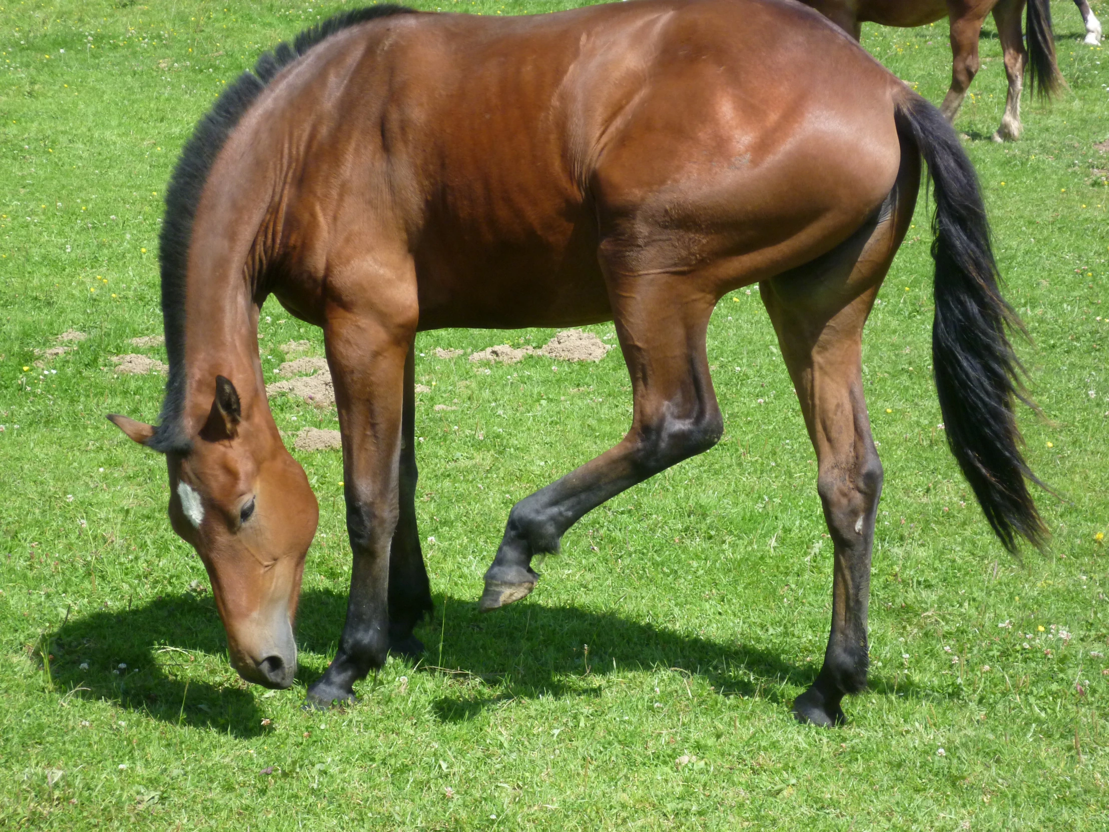 two brown horses are grazing on some grass