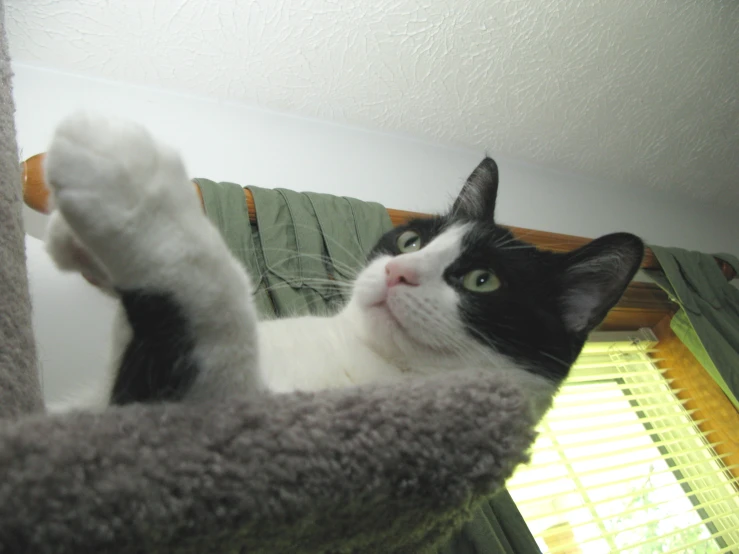 a black and white cat laying on top of a scratching toy