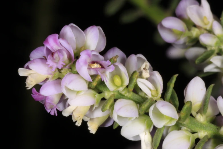 closeup of flowers of some sort in bloom