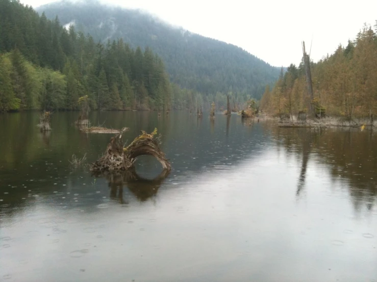 the large body of water has logs sticking out of it