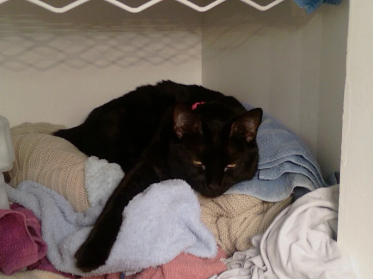 the cat is asleep on the pile of clothing