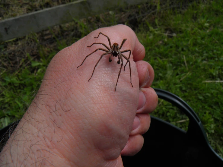 a large brown spider on someones left foot