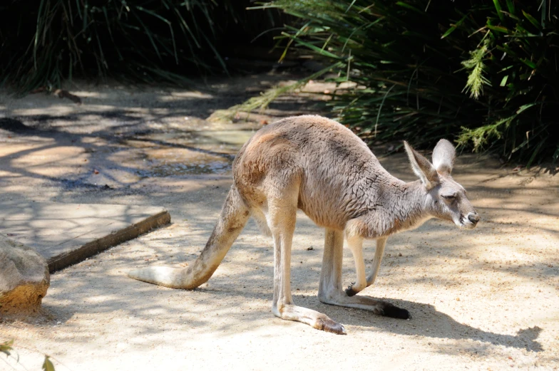 the small animal looks around the tree trunks