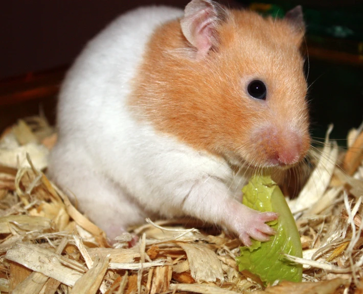 a small hamster eats a green item on some wood