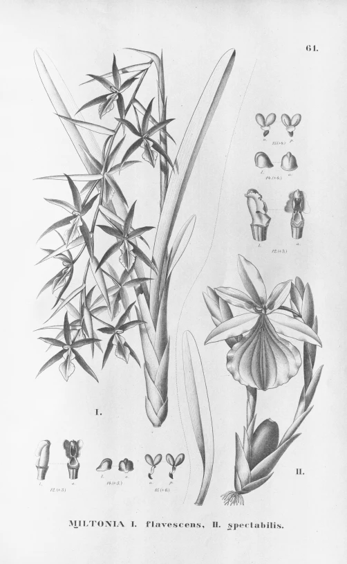 drawings depicting various flowers and herbs in different stages